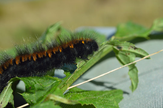 "Woolly bear" caterpillar