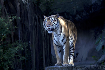 Royal Bengal tiger