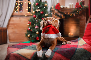 Dog Nova Scotia Duck Tolling Retriever holiday, Christmas