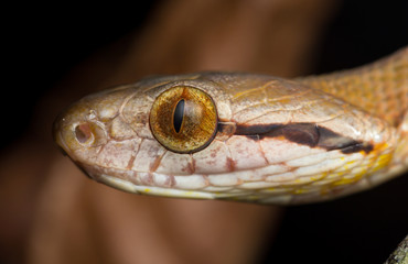 Dog-toothed cat snake