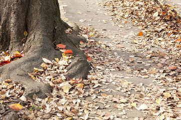落葉と木の根