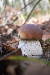 boletus mushroom