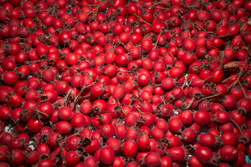 autumn berries