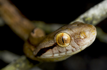 Dog - toothed cat snake - boiga cynodon