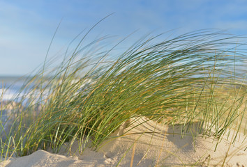 dunes 