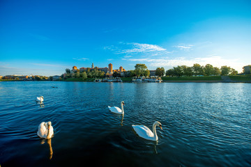 Beautiful view on Vistula river with swans swimming in Krakow