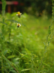 Tiny chamomile flowers in background blur