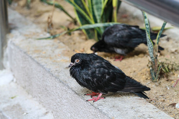 Black Dove