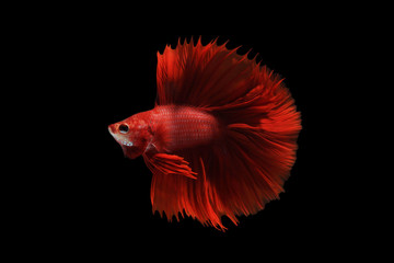 Red betta fish on black background. ( Double tail )