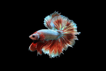 Fototapeta premium Fancy Betta fish on black background. ( Fancy rose tail )