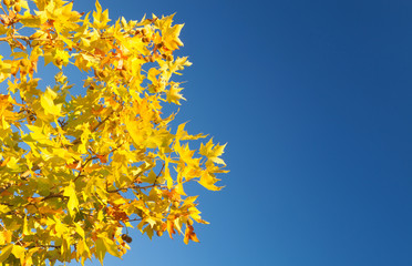 Tree full of yellow leaves