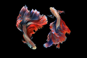 Fototapeta premium Dual betta fish isolated on black background. ( Mascot double tail ) Ballerina betta fish