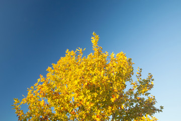 Fototapeta premium Tree full of yellow leaves