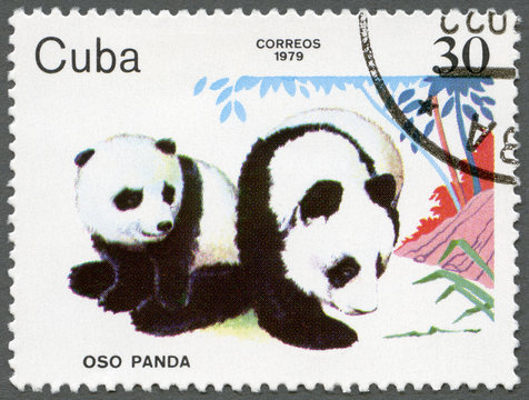 CUBA - 1979: shows Pandas, series Zoo Animals