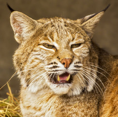 Fototapeta na wymiar Lynx