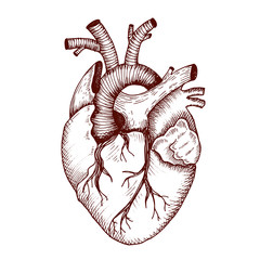 Anatomical heart - vector vintage style detailed illustration, human organ  - obrazy, fototapety, plakaty