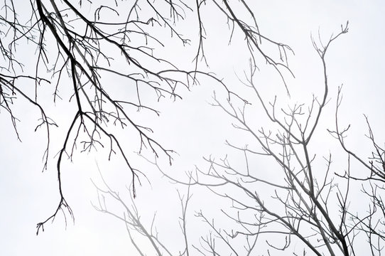 Fototapeta Tree without leaves isolated on white background