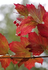 autumn leaves