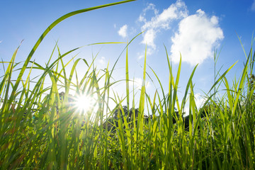 Green Grass and Blue Sky