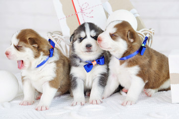 Little cute Siberian Husky puppies wearing blue bows
