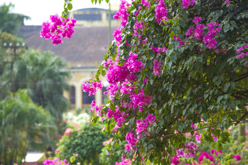 beautiful landscape, garden,blossoming, tropics