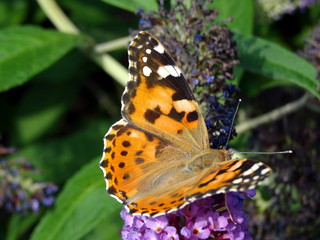 Vanesse de chardon sur lilas.