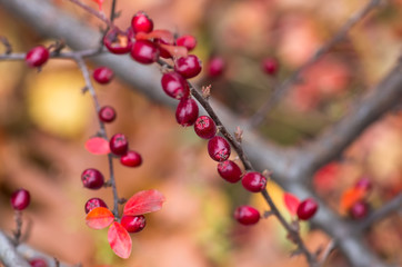 Red berries on the branch