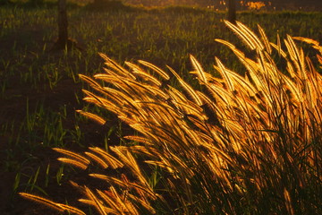 Swaying bright golden grass flower in when the sunset in the evening 