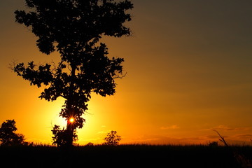 Sky and cloud when sunset in the evening of winter with big trees: silhouette photo 