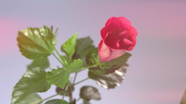 Red Hibiscus Flower Blooming in Time-lapse. Time lapse. 