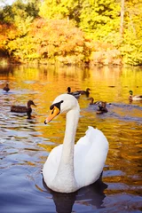 Wall murals Swan White whooping swan on lake