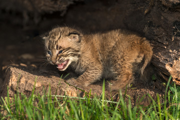 Fototapeta premium Baby Bobcat Kitten (Lynx rufus) Cries Out from Within Log