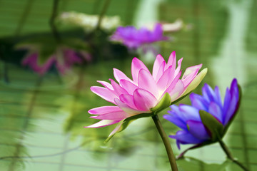 Obraz na płótnie Canvas plastic colorful decoration lotus in pond,Taipei