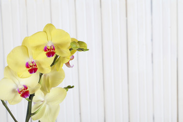 Yellow orchid flowers on wooden background