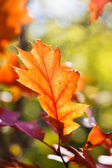 Autumn red oak leaf