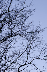 bare tree branches