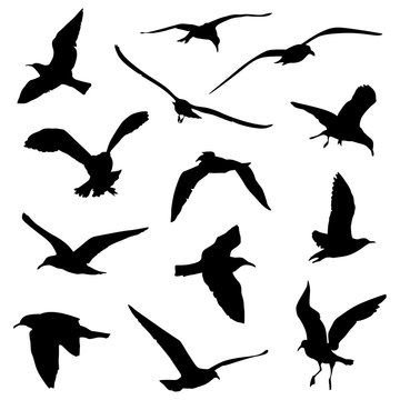 various birds flying silhouettes
