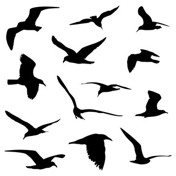 various flying birds in silhouette vector