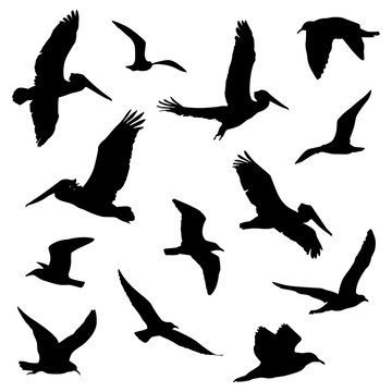 various flying birds in silhouette vector