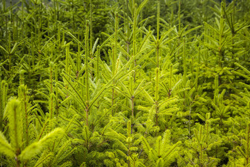 Spruce plantation