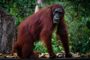 Female Orangutang walking in the jungle © attiarndt