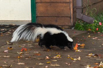 Striped Skunk (Mephitis mephitis) Walks Near Home