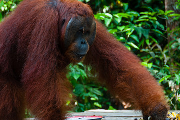 Orang Utan alpha male standing in Borneo Indonesia © attiarndt