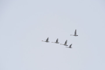 A flock of swans flying against the backdrop of an overcast autumn sky