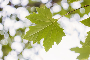 Green mapel leaf on bokeh background