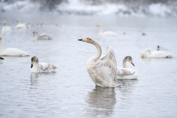 A flock of swans flying against the backdrop of an overcast autumn sky