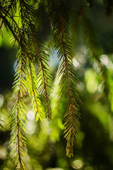 Fir branch on blurred nature background