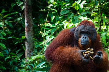 Orang Utan alpha male with banana in Borneo Indonesia