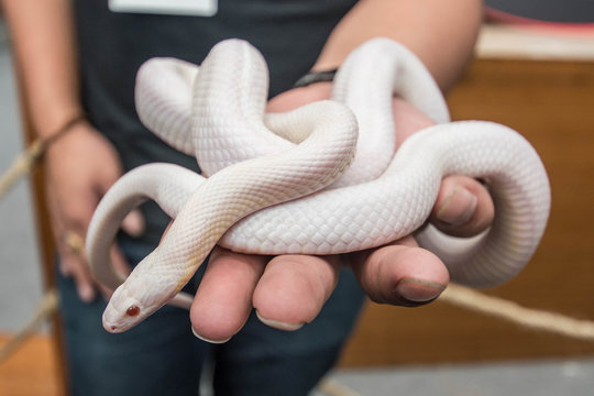Opale Corn Snake or white snake coiling around man hand