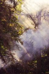 Fototapeta na wymiar Billowing smoke from forest fire